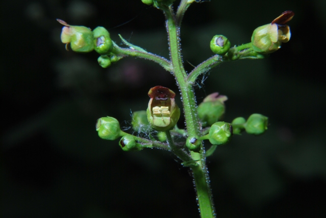 Scrophularia nodosa